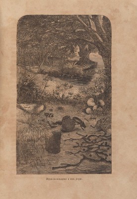 Вуд Дж. Г. Гнезда, норы и логовища. СПб.-М.: Издание Маврикия Осиповича Вольфа, 1867.